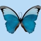 papillon avatar