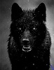 wolfdown96 avatar