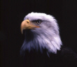 huntingeagle2007 avatar